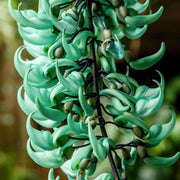 20 Seeds - Strongylodon Macrobotrys Flower Seeds (Jade Vine) - Bonsai Emerald Vine or Turquoise Jade Vine Spring Flower Seeds for Planting, Emerald Creeper for Hanging Baskets & Arbors Trellis - The Rike Inc