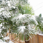 20 Seeds - Palm Tree Seeds, Trachycarpus Fortunei or Fortunes Palm, Fast-Growing Cold Hardy Chusan Windmill Palm for Indoor & Outdoor Evergreen Plant - The Rike - The Rike Inc