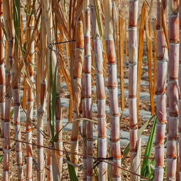 200 Seeds - Sugar Cane Seeds for Planting - (Saccharum officinarum) Florida Green Sugar Cane Seeds for Food Garden Planting & Bonsai - The Rike - The Rike Inc