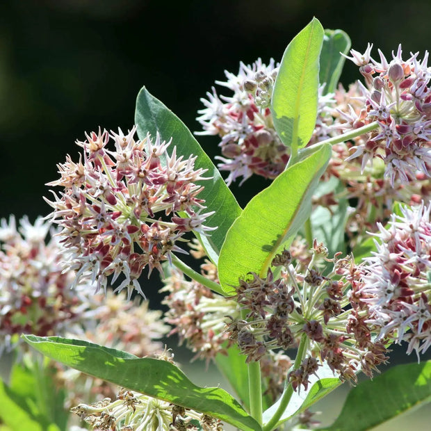 1000 Seeds - Milkweed Seeds - Asclepias Syriaca Seeds for Planting Butterfly Flower or Silkweed - Silky Swallow-Wort- Virginia Silkweed Seeds - Butterfly Weed