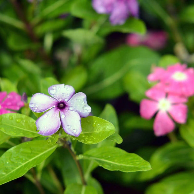 2000 Seeds - Periwinkle Flower Seeds - Bright-Eye Periwinkle, Mixed Rosea Vinca Major, Common Periwinkle Dwarf Ground Cover Flowering Plant Seeds for Balcony Perennial Garden - The Rike Inc