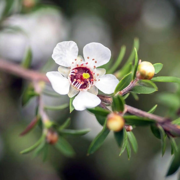50 Seeds - Manuka Seeds (Leptospermum Scoparium), New Zealand Fragrant Evergreen Flowering Manuka Tea Tree for Patio Borders, Containers - Outdoor Ornamental Drought Tolerant Garden Plant - The Rike Inc