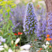 40 Seeds - Pride of Madeira Flower Seeds (Echium fastuosum) - Perennial Nectar Echium Fastuosum Flower Shrub - Rare Purple Blue Tower of Jewels, Echium Candicans Ornamental Plant for Garden & Lawn - The Rike Inc