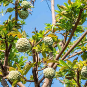 50 Seeds - Sugar Apple Fruit Tree Seeds (Annona squamosa) - Exotic Tropical Sweetsop Custard Apple, ANNONA Apple Seeds for Planting - The Rike - The Rike Inc