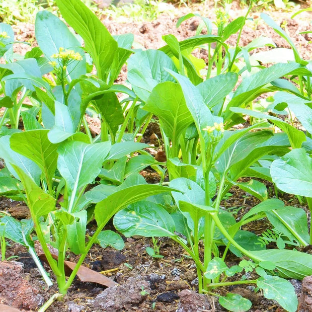 500 Seeds - Mustard Seeds – Cải Bẹ Xanh Green Field Mustard Lettuce Spinach Seeds for Planting Brassica rapa BAU-Sin Chinese Mustard Tendergreen GAI Choi - Heirloom & Non-GMO - The Rike Inc