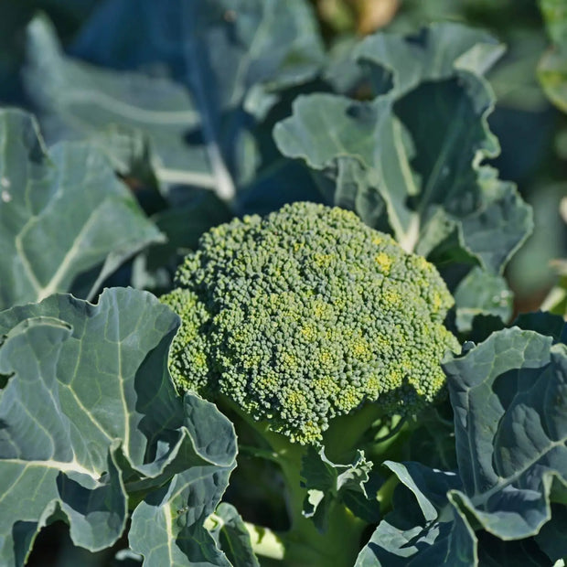 1000 Seeds - Broccoli Seeds | Heirloom, Non-GMO Brassica Oleracea VAR. Italica | for Outdoor Spring, Winter, & Fall Gardening | Ideal for Home Vegetable Gardens, Sprouting & Microgreens - The Rike