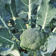 1000 Seeds - Broccoli Seeds | Heirloom, Non-GMO Brassica Oleracea VAR. Italica | for Outdoor Spring, Winter, & Fall Gardening | Ideal for Home Vegetable Gardens, Sprouting & Microgreens - The Rike