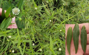 100 Seeds - Eclipta Alba Seeds - Yerba DE TAJO, False Daisy Flower Seeds - for Planting Natural Eclipta Prostrata in Your Garden - Ideal for The Gardener & Seeds Collector