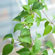 100-gram Dried River Leaf Creeper (Aganonerion polymorphum) River Leaf Vine, Vietnamese La Giang Herbal Tea | Sour Leaf Creeper, Sour-Soup Creeper La Lom