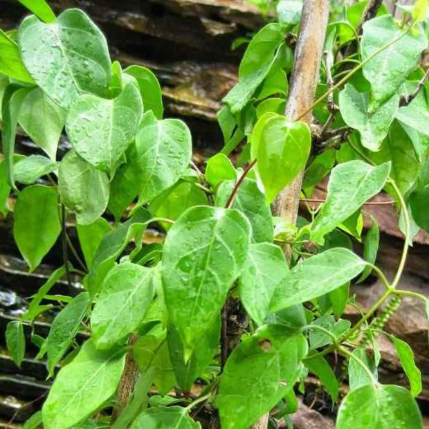 100-gram Dried River Leaf Creeper (Aganonerion polymorphum) River Leaf Vine, Vietnamese La Giang Herbal Tea | Sour Leaf Creeper, Sour-Soup Creeper La Lom The Rike