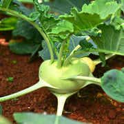 1000 Seeds - Early White Vienna Seeds | for Planting Kohlrabi or Su Hao | Non-GMO, Heirloom Variety for Easy Home Gardening | Bulbs for Unique Dishes - The Rike