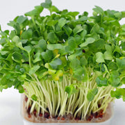 1500 Seeds - Watercress Seeds (Nasturtium officinale) - Heirloom, Non-GMO Yellowcress Lettuce, Xa Lach Xoong or CAI Be Xoong | Easy to Grow, Fresh Flavor for Culinary - The Rike The Rike