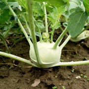1000 Seeds - Early White Vienna Seeds | for Planting Kohlrabi or Su Hao | Non-GMO, Heirloom Variety for Easy Home Gardening | Bulbs for Unique Dishes - The Rike The Rike