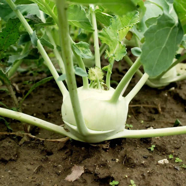 1000 Seeds - Early White Vienna Seeds | for Planting Kohlrabi or Su Hao | Non-GMO, Heirloom Variety for Easy Home Gardening | Bulbs for Unique Dishes - The Rike The Rike