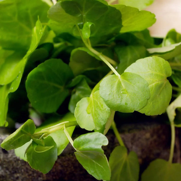 1500 Seeds - Watercress Seeds (Nasturtium officinale) - Heirloom, Non-GMO Yellowcress Lettuce, Xa Lach Xoong or CAI Be Xoong | Easy to Grow, Fresh Flavor for Culinary - The Rike The Rike