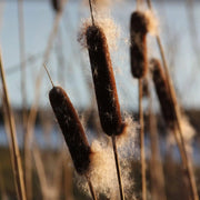 30,000 Seeds - Cattail Seeds - Typha Latifolia Cattail Or Reed Mace Seeds, Bulrush Seeds USA ILINOIS Grown | Bull Rush Cattails - Ornamental Cattail Pond Grass Cumbungi Seeds For Planting - The Rike