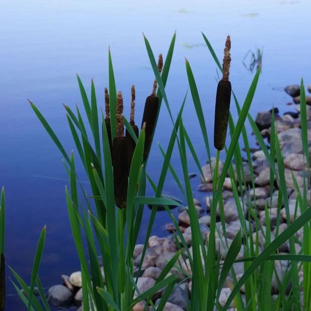 30,000 Seeds - Cattail Seeds - Typha Latifolia Cattail Or Reed Mace Seeds, Bulrush Seeds USA ILINOIS Grown | Bull Rush Cattails - Ornamental Cattail Pond Grass Cumbungi Seeds For Planting - The Rike