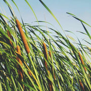 30,000 Seeds - Cattail Seeds - Typha Latifolia Cattail Or Reed Mace Seeds, Bulrush Seeds USA ILINOIS Grown | Bull Rush Cattails - Ornamental Cattail Pond Grass Cumbungi Seeds For Planting - The Rike The Rike