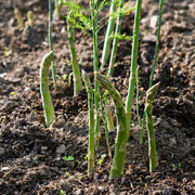 100 Seeds Asparagus Seeds for Planting Non-GMO Vegetable Seeds Garden Seeds