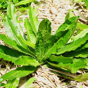4000 seeds - Culantro Seeds (NGO GAI) - Sawtoothfitweed Spiritweed Stinkweed Duck-Tongue Herb, Sawtooth or Saw-Leaf Seeds | Coriander Herb Seeds for Planting Recao Sawtooth Mexican Coriander - The Rik The Rike