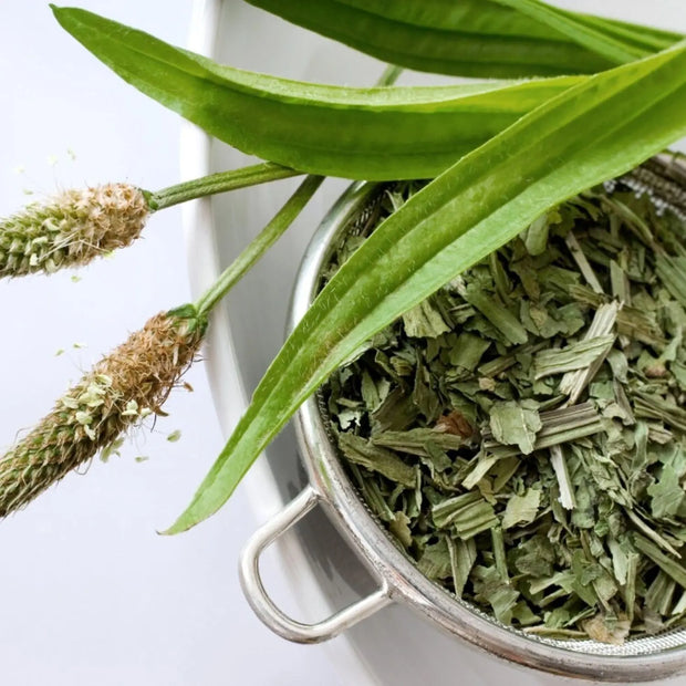 100-Gram - Dried Plantain Tea - Plantain leaf tea Cut & Sifted Herbal Tea Plantago lanceolata Fleaworts loose leaf tea herb | Fragrant and Perfect for Tea, Daily Uses & Cooking The Rike