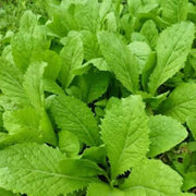 500 Seeds - Baby Mustard Green Seeds | Non-GMO & CAI Xanh Seeds for Planting Baby Greens Outdoor and Indoor - The Rike The Rike