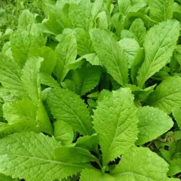 500 Seeds - Baby Mustard Green Seeds | Non-GMO & CAI Xanh Seeds for Planting Baby Greens Outdoor and Indoor - The Rike The Rike