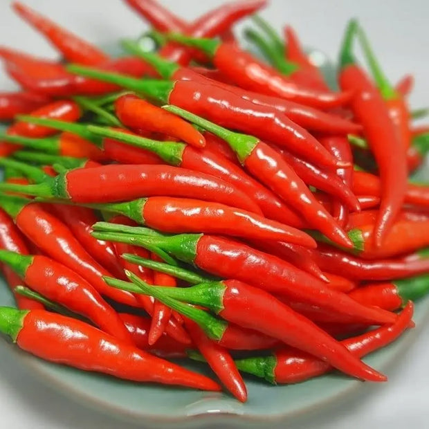 300 Seeds Bird's Eye Chili Seeds Organic Thai Chili Pepper Seed for Planting The Rike