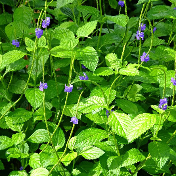 150 Seeds - Blue Porterweed Snake Weed Seeds - Light-Blue Snakeweed/Worryvine Stachytarpheta Jamaicensis for Planting Cay Duoi Chuot/Bastard Vervain Brazilian Tea Plant or Jamaica Vervain The Rike