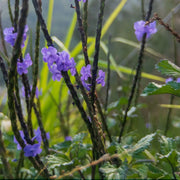150 Seeds - Blue Porterweed Snake Weed Seeds - Light-Blue Snakeweed/Worryvine Stachytarpheta Jamaicensis for Planting Cay Duoi Chuot/Bastard Vervain Brazilian Tea Plant or Jamaica Vervain