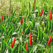 300 Seeds Bird's Eye Chili Seeds Organic Thai Chili Pepper Seed for Planting