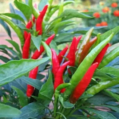 300 Seeds Bird's Eye Chili Seeds Organic Thai Chili Pepper Seed for Planting The Rike