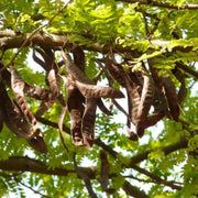 Large 18 pods - Honey Locust Tree pods - Bo Ket Gleditsia Pods Thorny Pods Sweet Locust Pods Thorned Seed Pods Gleditsia Fruit - The Rike