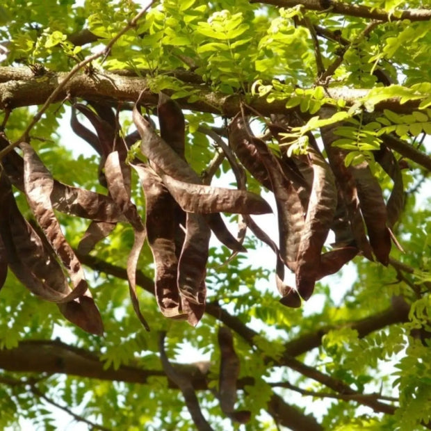 Large 18 pods - Honey Locust Tree pods - Bo Ket Gleditsia Pods Thorny Pods Sweet Locust Pods Thorned Seed Pods Gleditsia Fruit - The Rike The Rike