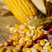 400 Seeds - Field Corn Seeds - Yellow Dent Corn/Kernels Grain Corn Seeds or Field Corn Seeds for Corn Meal, Grinding & Planting | Heirloom Non-GMO Seeds for Planting - The Rike