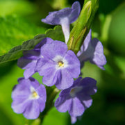 150 Seeds - Blue Porterweed Snake Weed Seeds - Light-Blue Snakeweed/Worryvine Stachytarpheta Jamaicensis for Planting Cay Duoi Chuot/Bastard Vervain Brazilian Tea Plant or Jamaica Vervain The Rike