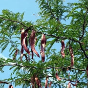 Large 18 pods - Honey Locust Tree pods - Bo Ket Gleditsia Pods Thorny Pods Sweet Locust Pods Thorned Seed Pods Gleditsia Fruit - The Rike The Rike