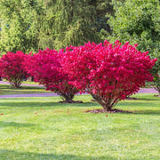 50 Seeds - Burning Bush Tree Seeds for Planting | Euonymus Alatus A.k.a. Winged Spindle Or Winged Euonymus Bush Tree Seeds for Garden, Lawn & Patio - The Rike