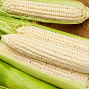 100 Seeds - Waxy Corn Seeds or Sticky Corn Seeds for Planting - Bap NEP Deo, Sweet Corn, Sticky Corn - Glutinous Corn or White Corn Sticky Sweet Corn Seeds - Non-GMO & Easy to Grow