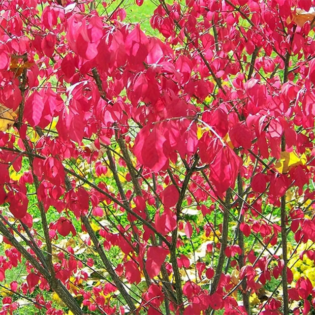 50 Seeds - Burning Bush Tree Seeds for Planting | Euonymus Alatus A.k.a. Winged Spindle Or Winged Euonymus Bush Tree Seeds for Garden, Lawn & Patio - The Rike The Rike