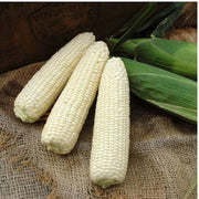 100 Seeds - Waxy Corn Seeds or Sticky Corn Seeds for Planting - Bap NEP Deo, Sweet Corn, Sticky Corn - Glutinous Corn or White Corn Sticky Sweet Corn Seeds - Non-GMO & Easy to Grow