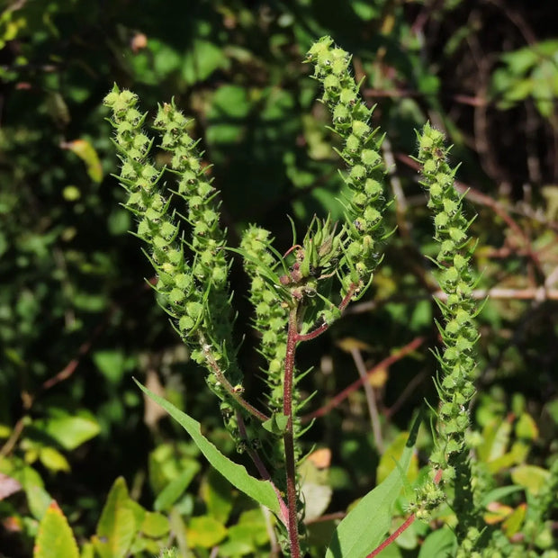 10 Seeds - Annual Marsh Elder Seeds for Planting - Marsh Elder Annual Iva annua or Sweet Sumpweed Seeds Seeds - Wild Iva Water Elder Annual Burrweed Seeds | Fragrant & Perfect Herb for Tea & Cooking Seeds Small envelope ( $2 shipping charge customer