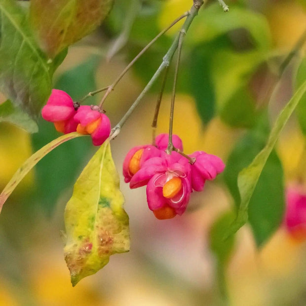 50 Seeds - Fortune's Spindle, Purple Wintercreeper Seeds, Euonymus Fortunei Seeds for Planting, Purple Wintercreeper or Fortunei Spindle Trees Or Shrubs For Hedge And Ground Cover - The Rike