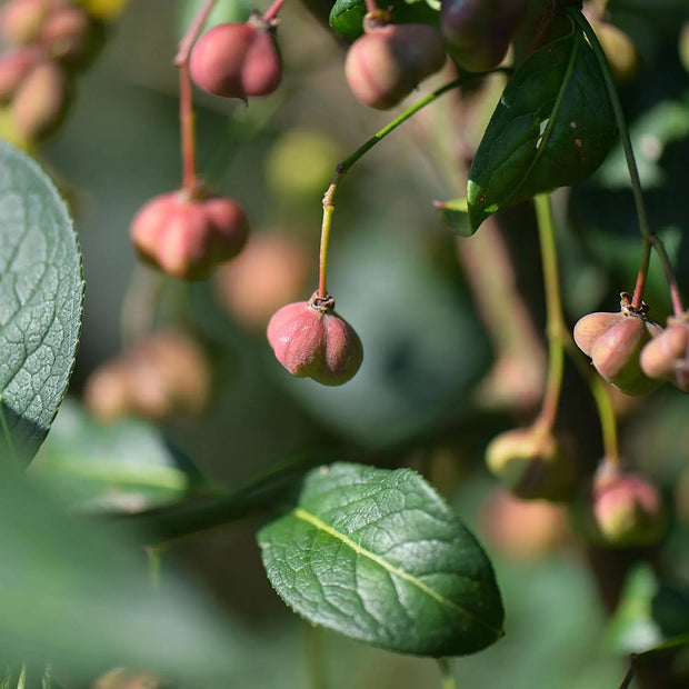 50 Seeds - Fortune's Spindle, Purple Wintercreeper Seeds, Euonymus Fortunei Seeds for Planting, Purple Wintercreeper or Fortunei Spindle Trees Or Shrubs For Hedge And Ground Cover - The Rike The Rike