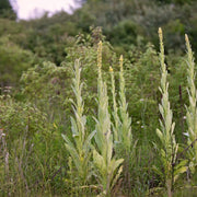 2000 Seeds - Common Mullein Seeds - Aaron's Rod Flannel Torchweed Seeds for Planting Verbascum thapsus or The Great Mullein Greater Mullein - A Unique Plant for Garden - The Rike The Rike