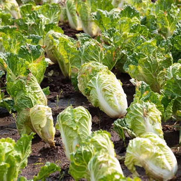 1000 napa Chinese Cabbage Seeds for Planting Brassica rapa pekinensis Seeds Chinese White Cabbage Seeds Wong a pak baechu wongbok hakusai Seeds Non-GMO bap CAI Thao lai Seeds The Rike