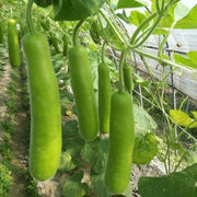 100 seeds - Long Bottle Gourd Seeds for Planting - Calabash Or Opo Squash Seeds | White-Flowered Gourd Squash Lauki Doodhi Seeds | Lauki Or Dudhi Sponge Gourd Cucuzza Seeds - The Rike