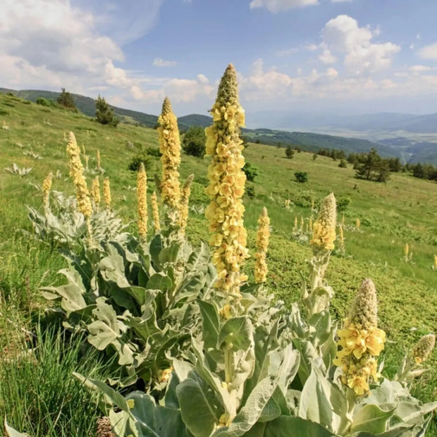 2000 Seeds - Common Mullein Seeds - Aaron's Rod Flannel Torchweed Seeds for Planting Verbascum thapsus or The Great Mullein Greater Mullein - A Unique Plant for Garden - The Rike