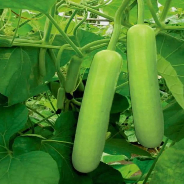 100 seeds - Long Bottle Gourd Seeds for Planting - Calabash Or Opo Squash Seeds | White-Flowered Gourd Squash Lauki Doodhi Seeds | Lauki Or Dudhi Sponge Gourd Cucuzza Seeds - The Rike The Rike
