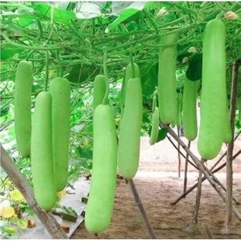 100 seeds - Long Bottle Gourd Seeds for Planting - Calabash Or Opo Squash Seeds | White-Flowered Gourd Squash Lauki Doodhi Seeds | Lauki Or Dudhi Sponge Gourd Cucuzza Seeds - The Rike